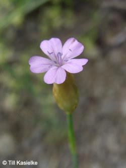 Petrorhagia_prolifera_Hatzenport_100612_TK18.jpg