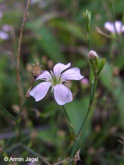 Petrorhagia_saxifraga_Elbe2008_Magdeburg_2_ja17.jpg