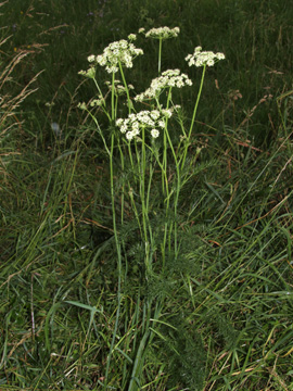 Peucedanum_carvifolia_2056_HGeier01.jpg