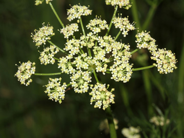 Peucedanum_carvifolia_2056_HGeier03.jpg