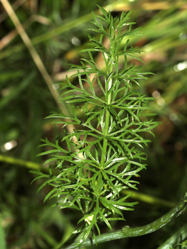 Peucedanum_carvifolia_2056_HGeier04.jpg