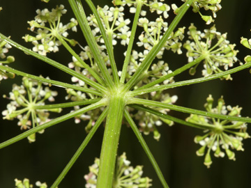 Peucedanum_carvifolia_2056_HGeier08.jpg