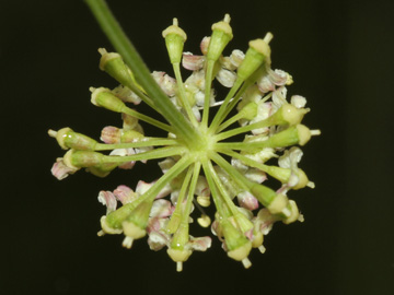 Peucedanum_carvifolia_2056_HGeier09.jpg