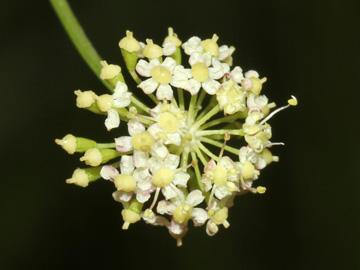 Peucedanum_carvifolia_2056_HGeier13.jpg