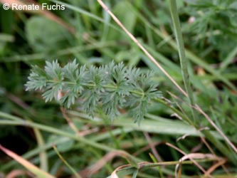 Peucedanum_carvifolia_DUHomberg_250813_RFuchs01.jpg