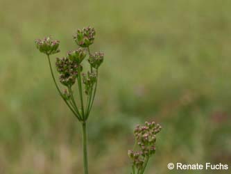 Peucedanum_carvifolia_DUHomberg_250813_RFuchs02.jpg