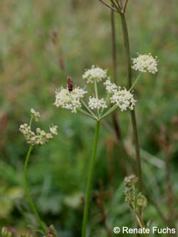 Peucedanum_carvifolia_DUHomberg_250813_RFuchs03.jpg