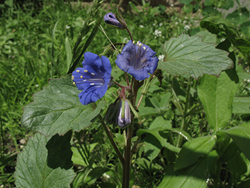 Phacelia_campanularia_BORoncalli_050711_ja01.jpg