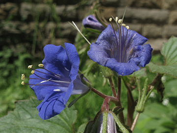 Phacelia_campanularia_BORoncalli_050711_ja03.jpg