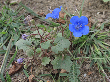 Phacelia_campanularia_WIT_Hardenstein_240818_ja03.jpg