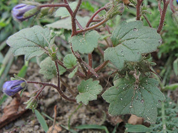 Phacelia_campanularia_WIT_Hardenstein_240818_ja04.jpg