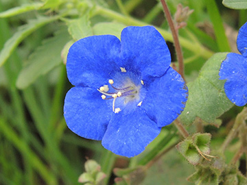 Phacelia_campanularia_WIT_Hardenstein_240818_ja05.jpg