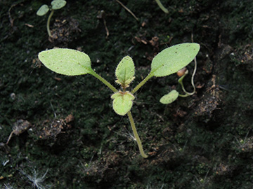 Phacelia_campanulata_Keimling_Balkon_Risse_090518_ja02.jpg