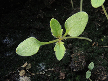 Phacelia_campanulata_Keimling_Balkon_Risse_090518_ja04.jpg