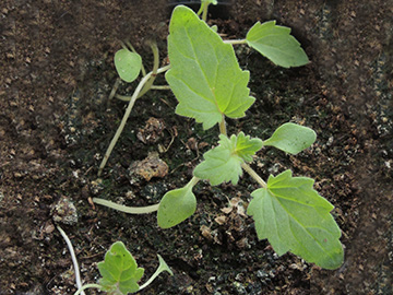 Phacelia_campanulata_Keimling_Balkon_Risse_160518_ja01.jpg