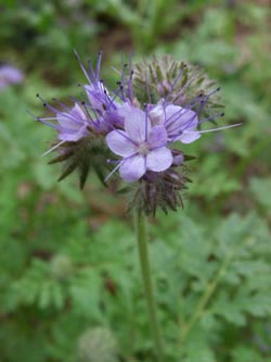 Phacelia_tanacetifolia_DOHoerdePhoenixsee210712_TK01.jpg