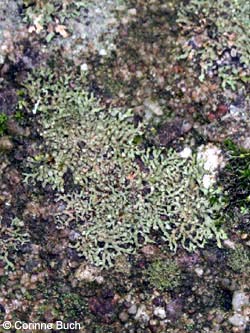 Phaeophyscia_orbicularis_BOUni250109_CB01.jpg