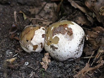 Phallus_impudicus_BO_BergerTal_141018_CB01.jpg