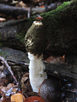 Phallus_impudicus_BO_Koenigsbuescher_Waeldchen_Pilze_ja02.jpg