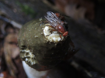 Phallus_impudicus_BO_Koenigsbuescher_Waeldchen_Pilze_ja03.jpg