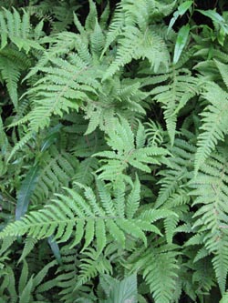 Phegopteris_connectilis_HagenFarne_130713_ja40.jpg