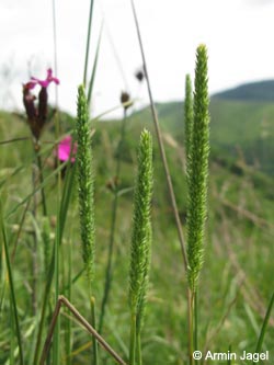 Phleum_phleoides_SWD_KaiserstuhBadbergl220509_ja03.jpg