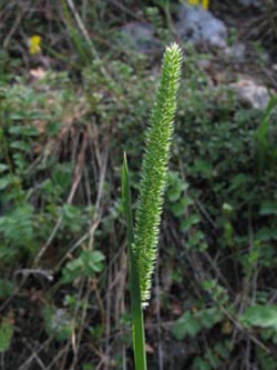 Phleum_phleoides_SWHaenge_Kyffhaeuser040610_ja01.jpg