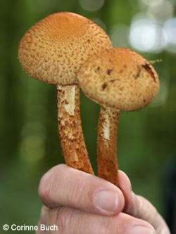 Pholiota_squarrosa_BoevinghauserBachtal141012_CB34.jpg