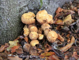 Pholiota_squarrosa_WeitmarerHolz_121014_CB05.jpg