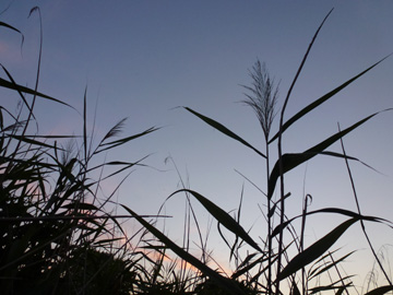 Phragmites_australis_BOLaer_UemmingerSee_ho01.jpg