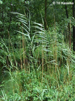 Phragmites_australis_Geotag2011_TK55.jpg