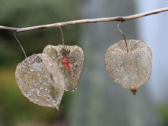 Physalis_franchetii_BOWeitmarFranziskusfriedhof_060316_CB01.jpg