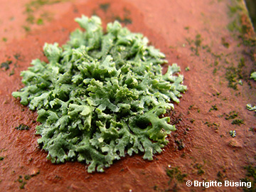 Physcia_tenella_Bochum_Unicenter_Kryptogamen_210118_BBuesing01.jpg