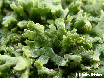 Physcia_tenella_Bochum_Unicenter_Kryptogamen_210118_BBuesing02.jpg