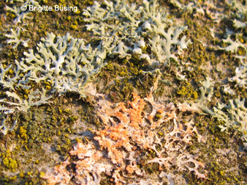 Physcia_tenella_Pilz_RUBMoose_210117_BBuesing01.jpg