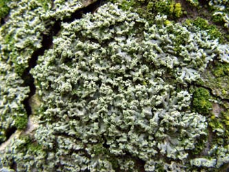 Physcia_tenella_Schmechtingtal071117_ja13.jpg