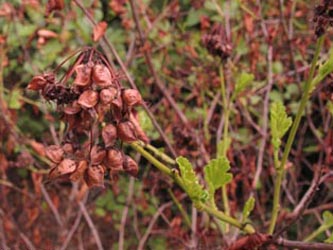 Physocarpus_opulifolius_BOInnenstadt170710_ja01.jpg