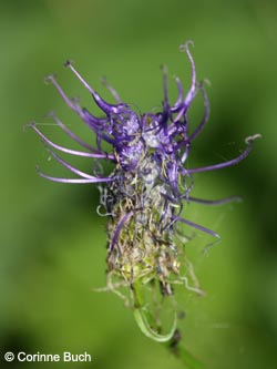 Phyteuma_nigra_Eifel2012_Moosenberg090612_CB01.jpg