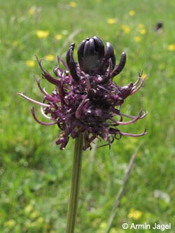 Phyteuma_nigrum_Ruhrquelle_Sauerland040611_ja03.jpg