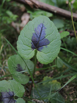 Phyteuma_spicatum_Bergenbach_Vogesen2016_210516_ja01.jpg