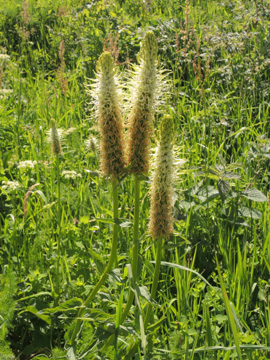 Phyteuma_spicatum_Schwarzwald2017_StollenbacherHof_150617_ja01.jpg