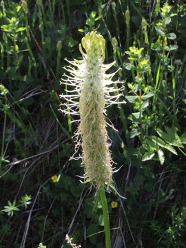 Phyteuma_spicatum_Schwarzwald2017_StollenbacherHof_150617_ja10.jpg