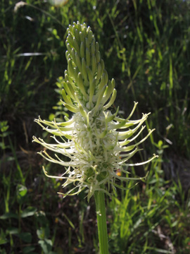 Phyteuma_spicatum_Schwarzwald2017_StollenbacherHof_150617_ja11.jpg