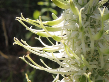 Phyteuma_spicatum_Schwarzwald2017_StollenbacherHof_150617_ja11_2.jpg