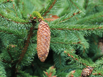 Picea_abies_Acrocona_BOWeitmarFranziskusfriedhof_060316_CB01.jpg