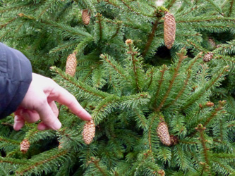 Picea_abies_Acrocona_BOWeitmarFranziskusfriedhof_060316_ho01.jpg