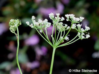 Pimpinella_anisum_KlosterSeligenstadt_HS01.jpg
