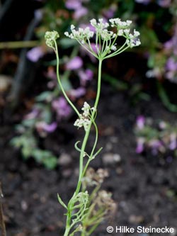 Pimpinella_anisum_KlosterSeligenstadt_HS02.jpg