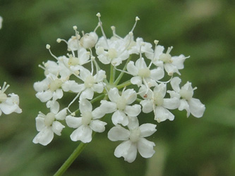 Pimpinella_major_ApiaceaeWorkshop2_300716_ja07.jpg