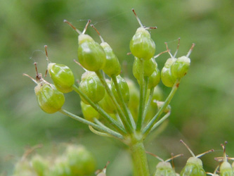 Pimpinella_major_ApiaceaeWorkshop2_300716_ja09.jpg